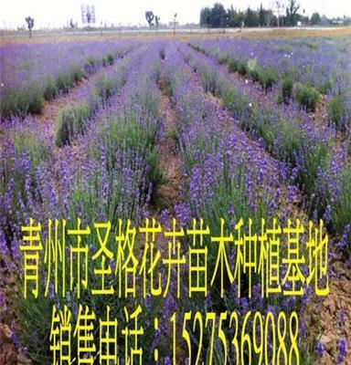 衢州熏衣草種植基地青州市圣格花卉苗木專業合作社