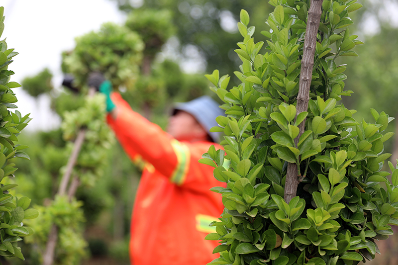 石家莊藁城:花卉苗木種植帶動就業增收_圖片新聞_中國政府網