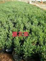 馬鞭草批發價格 馬鞭草小苗 馬鞭草種植基地 宿根花卉苗木基地